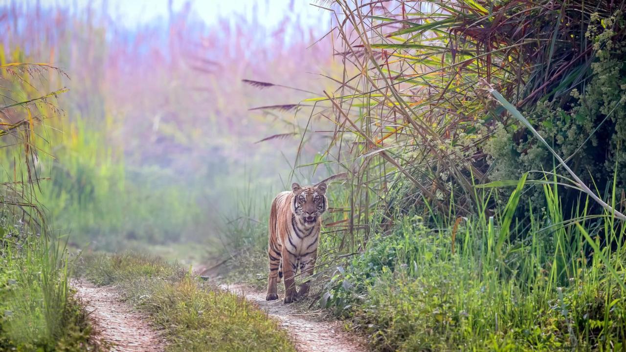 Park Safari Resort Sauraha Exterior photo